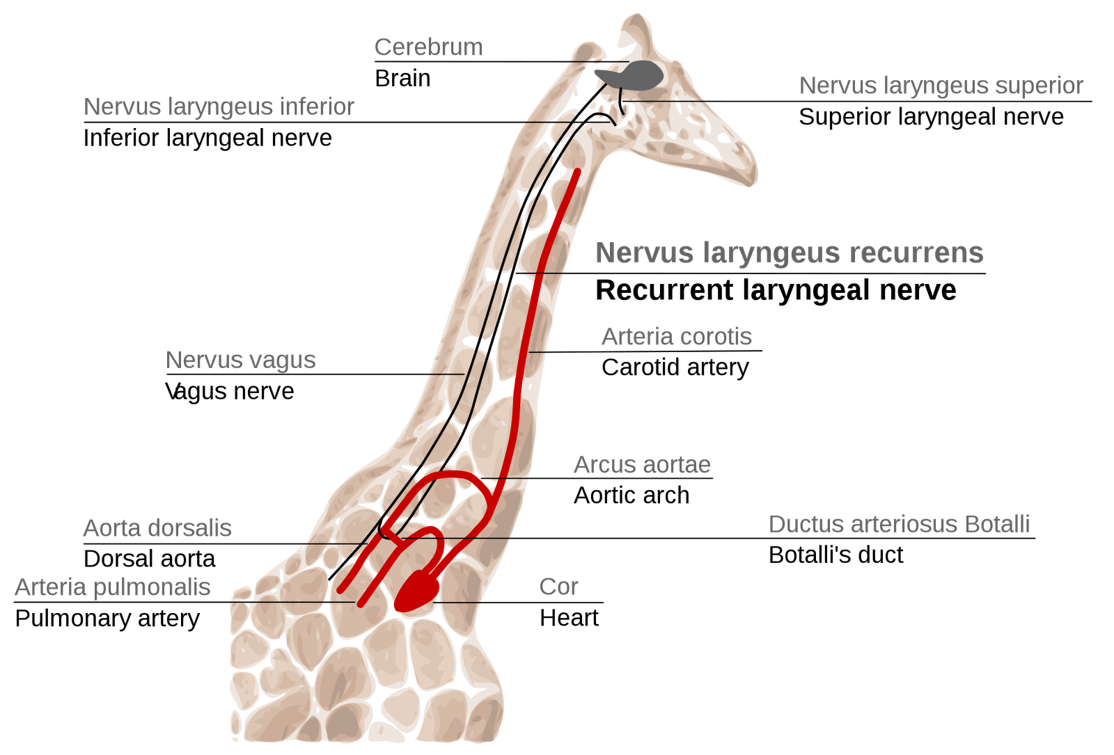 Depiction of the recurrent laryngeal nerve of the giraffe looping from the throat to around the aorta (the main artery coming off the heart) and back to the brain.